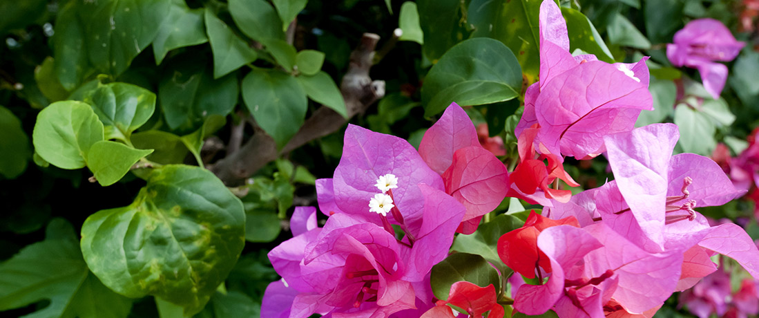 訪問看護ステーション西崎